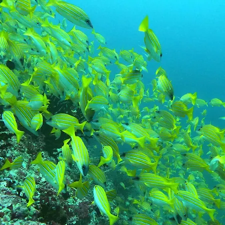 Kamadhoo Inn-3